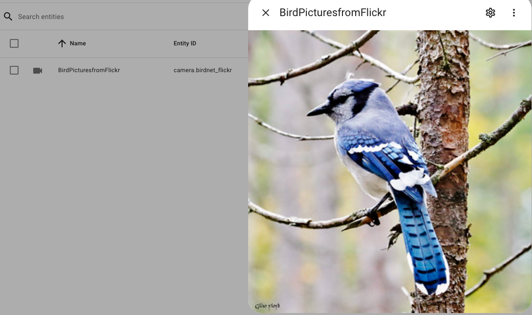 HomeAssistant BirdNET Camera Entity